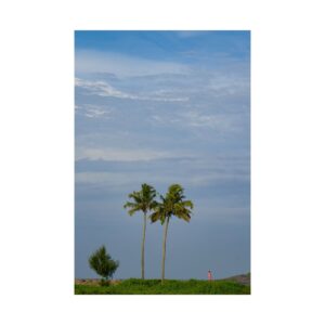 coconut sky