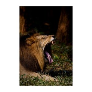 lion yawn